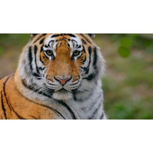 Флаш карта SanDisk SDSDXDM-064G-GN4IN (снимка 4)